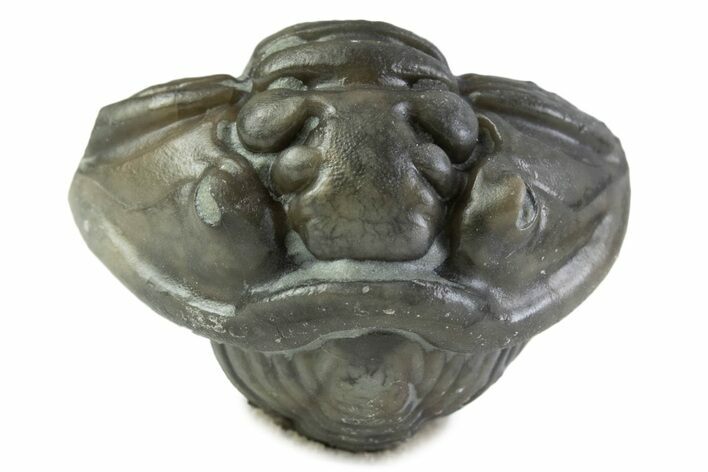 Wide Enrolled Flexicalymene Trilobite - Mt Orab, Ohio #375054